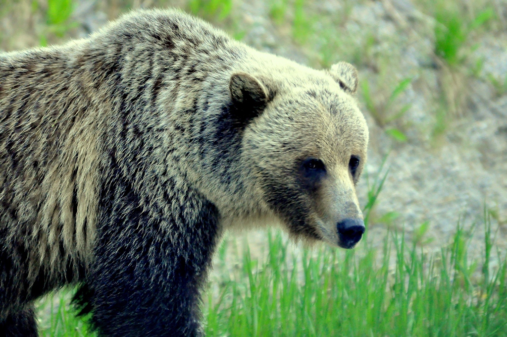 Grizzly Bear | Radium Hot Springs, B.C. | June, 2013