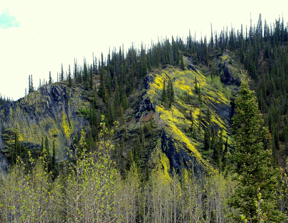 Ogilvie Mts. | Eagle Plains, Yukon Territory | June, 2013