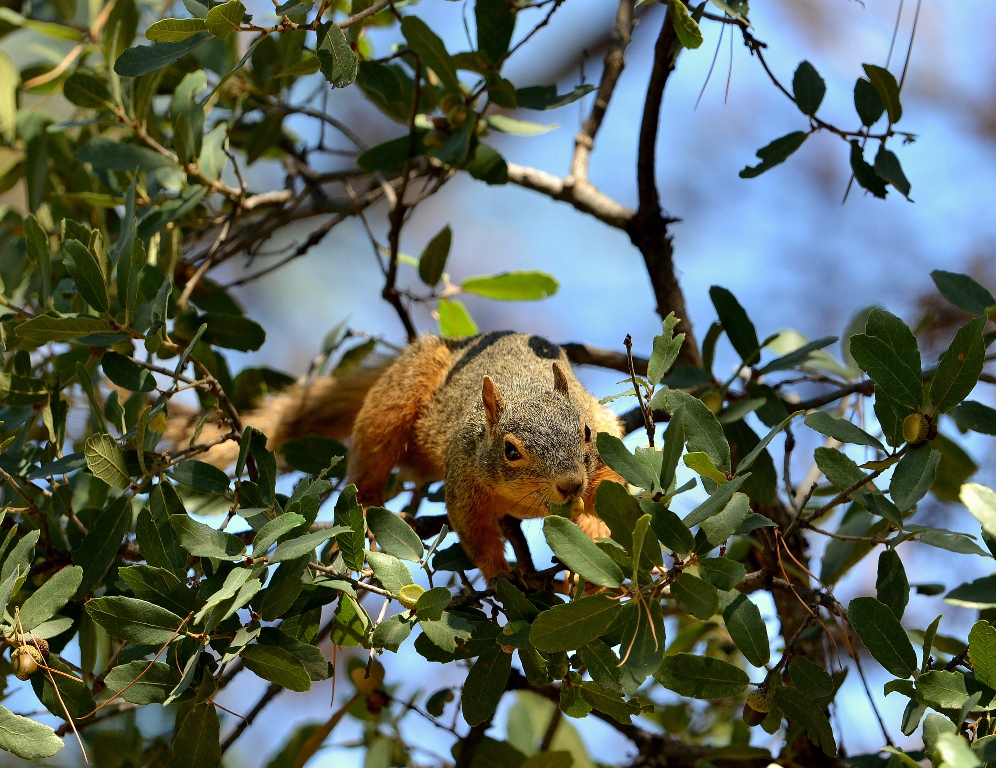 Chiricahua Fox Squirrel | Cave Creek Canyon, Arizona | October, 2013