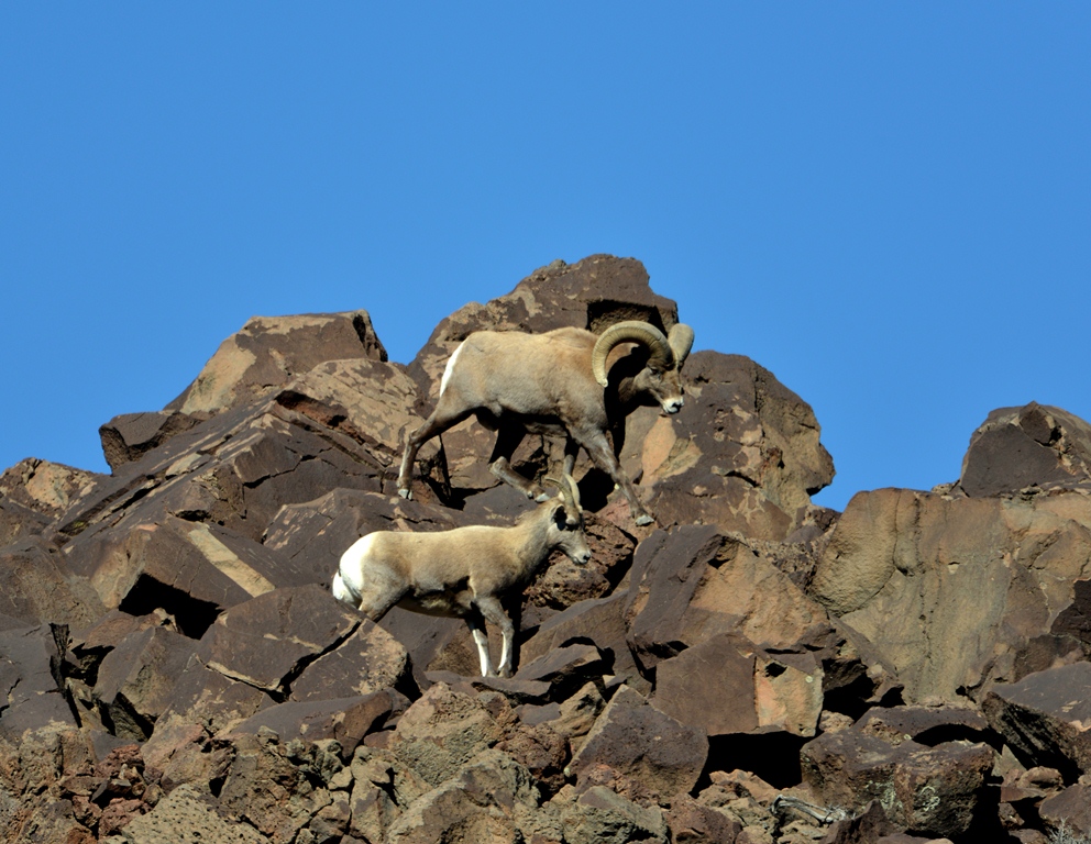 Bighorn Sheep | Pilar, New Mexico | November, 2013