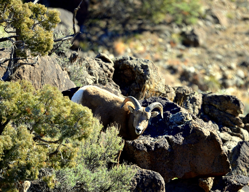 Bighorn Sheep | Pilar, New Mexico | November, 2013