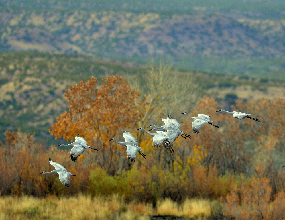 Sandhill Cranes | Bosque del Apache | November, 2013