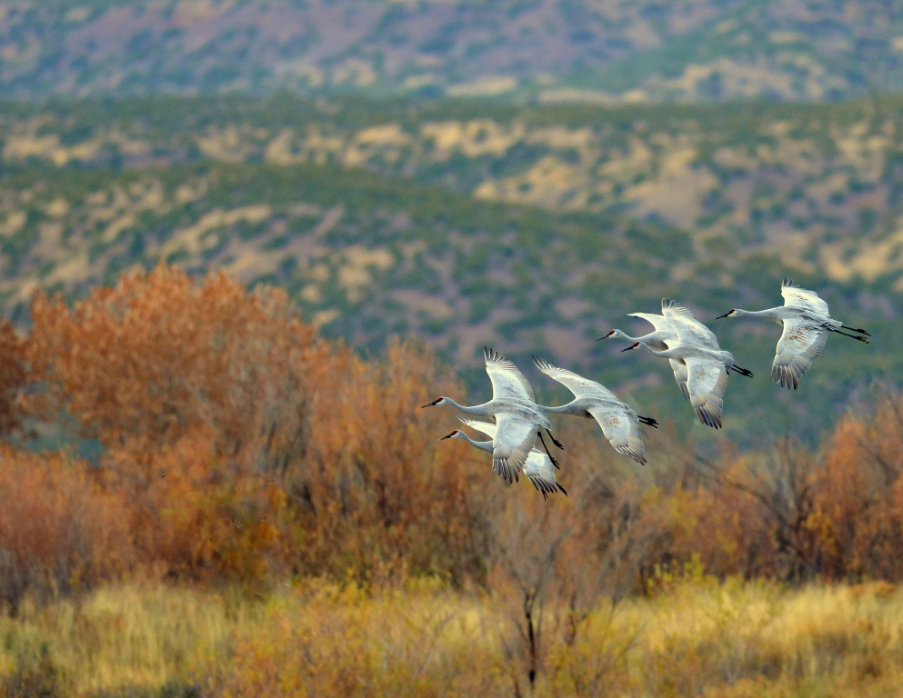 Sandhill Cranes | Bosque del Apache | November, 2013