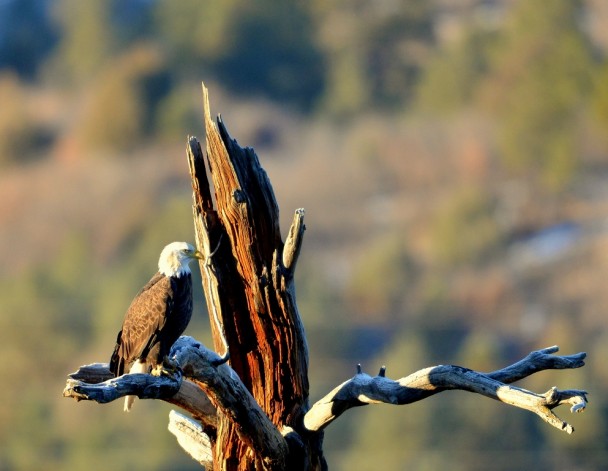 Bald Eagle | Dulce, New Mexico | November, 2013