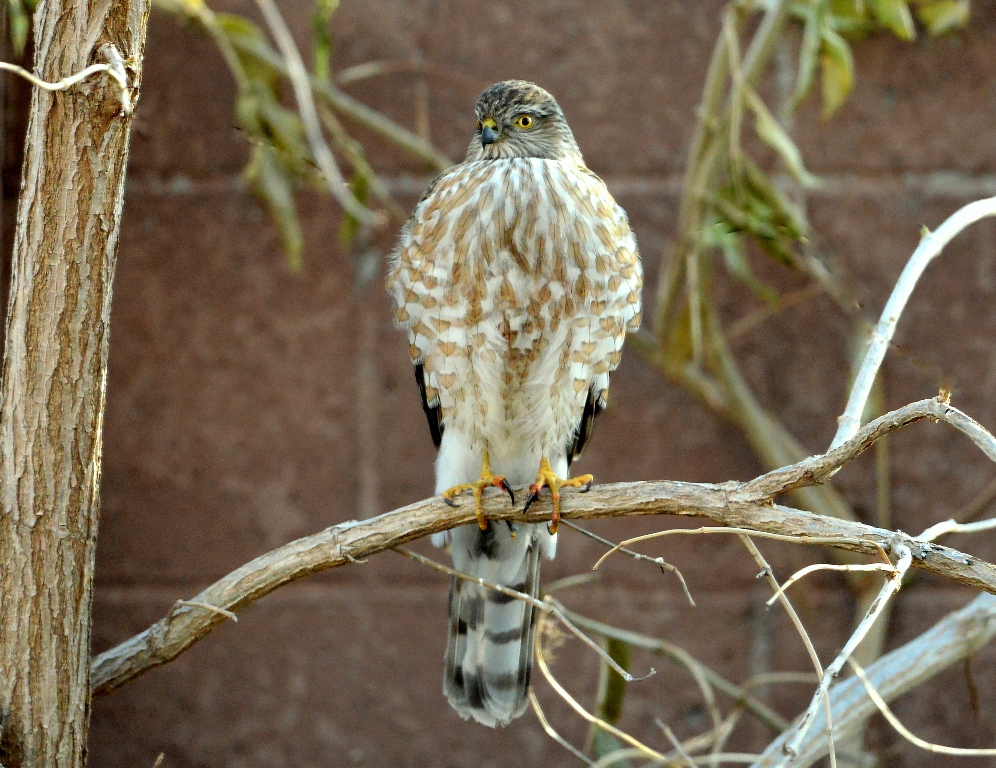 Coopers Hawk | Albuquerque, New Mexico | December, 2013