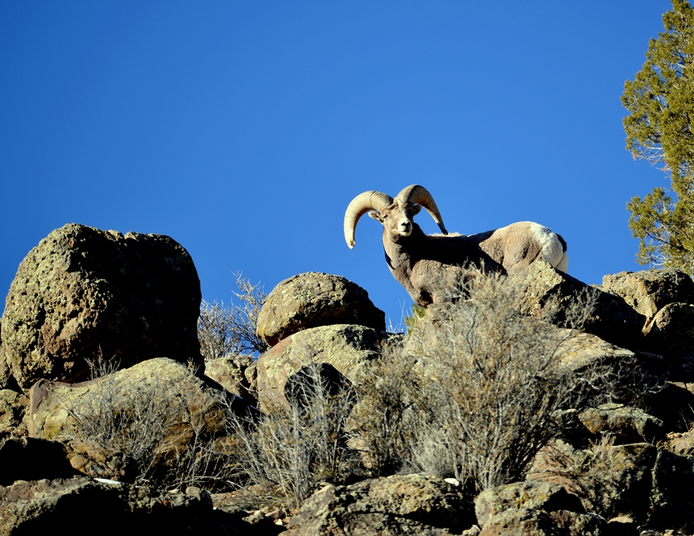 Bighorn Sheep – Ram | Pilar, New Mexico | January, 2014