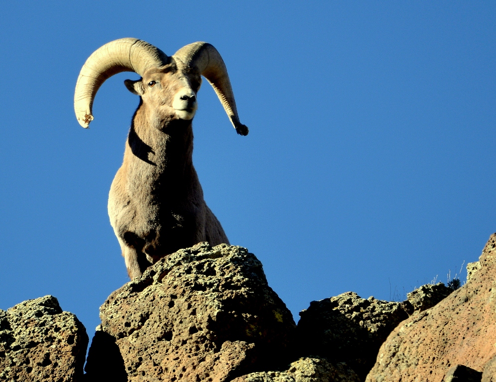 Bighorn Sheep – Ram | Pilar, New Mexico | January, 2014