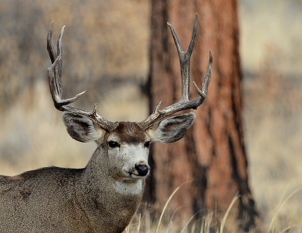 Mule Deer – Buck | Los Alamos, New Mexico | January, 2014