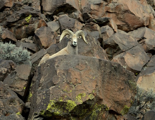 Bighorn Sheep – Ram | Pilar, New Mexico | February, 2014