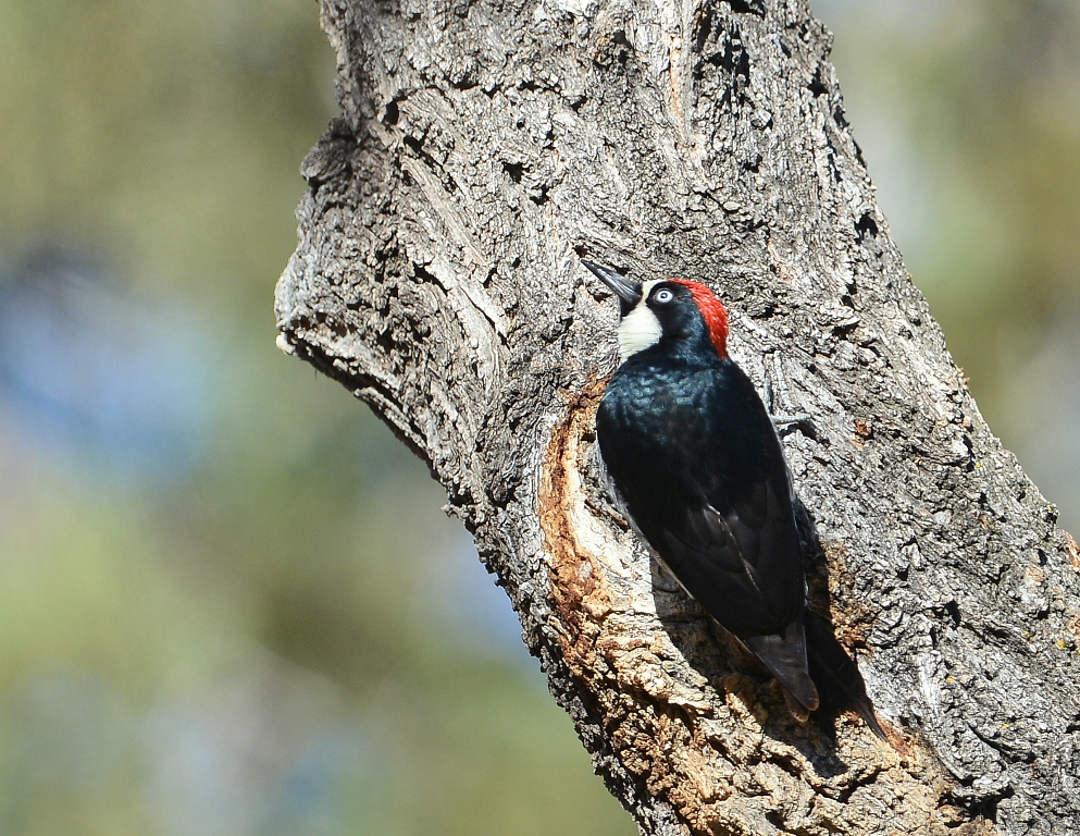 Acorn Woodpecker | Portal, Arizona | February, 2014