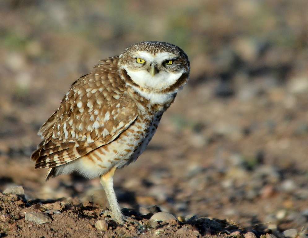 Burrowing Owl | Belen, New Mexico | March, 2014