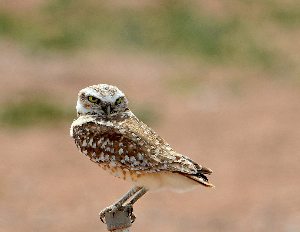 Burrowing Owl | Belen, New Mexico | April, 2014