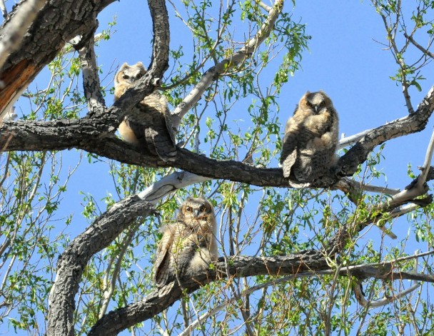 Great Horned Owls – Immature | Alamosa, Colorado | June, 2014