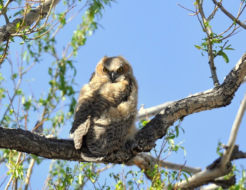 Great Horned Owl – Immature | Alamosa, Colorado | June, 2014