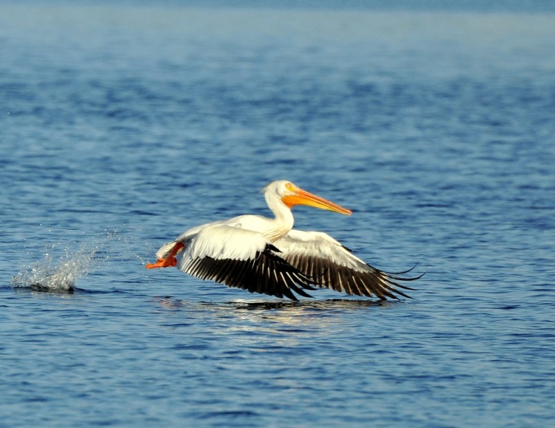 American White Pelican | Walden, Colorado | June, 2014