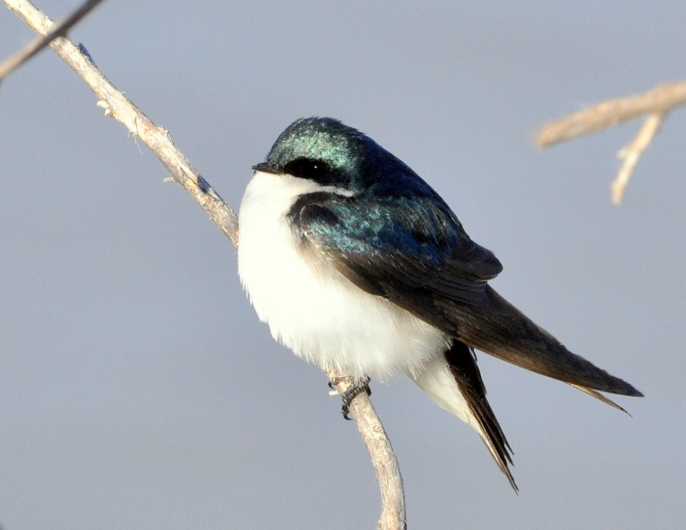 Tree Swallow | Bosque del Apache | April, 2011