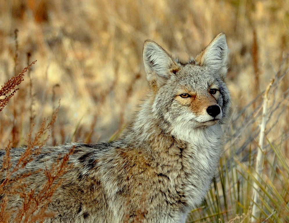 Coyote | Los Alamos, New Mexico | February, 2013