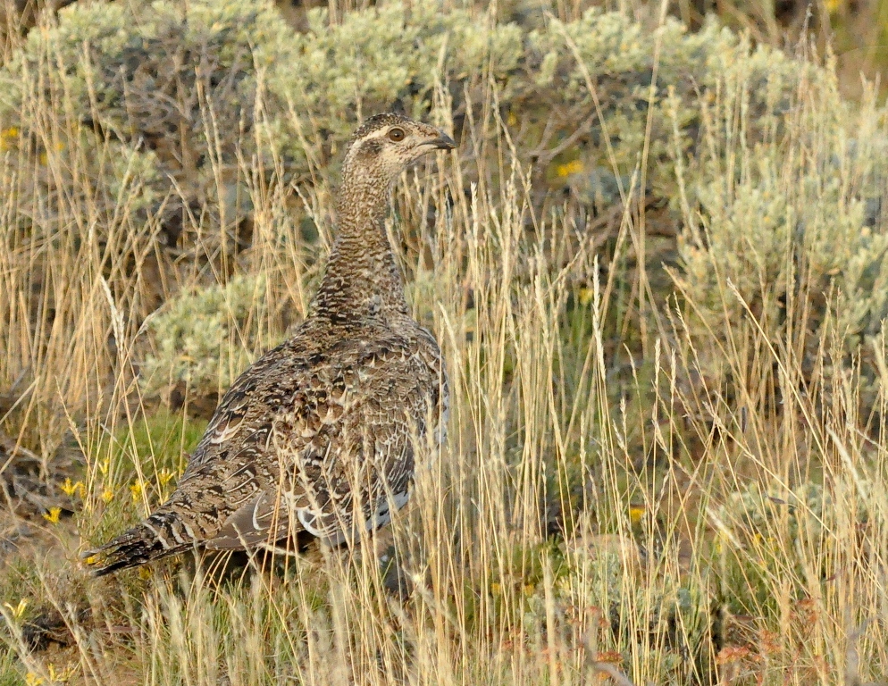 Greater Sage Grouse | Walden, Colorado | August, 2014
