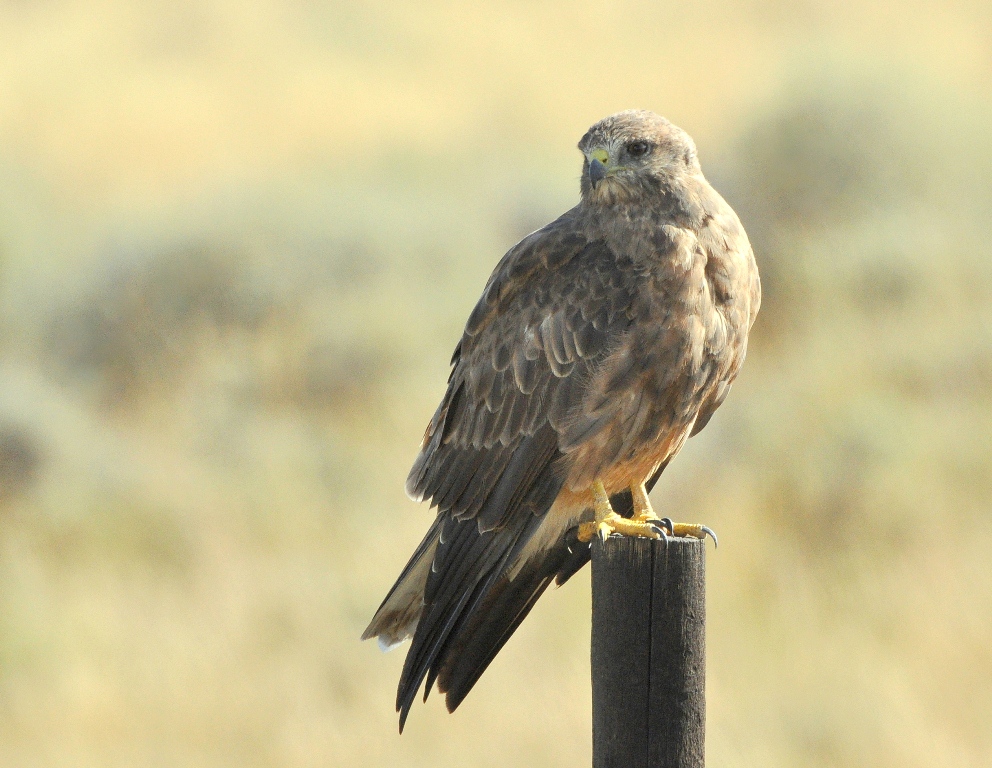 Swainson’s Hawk | Walden, Colorado | August, 2014