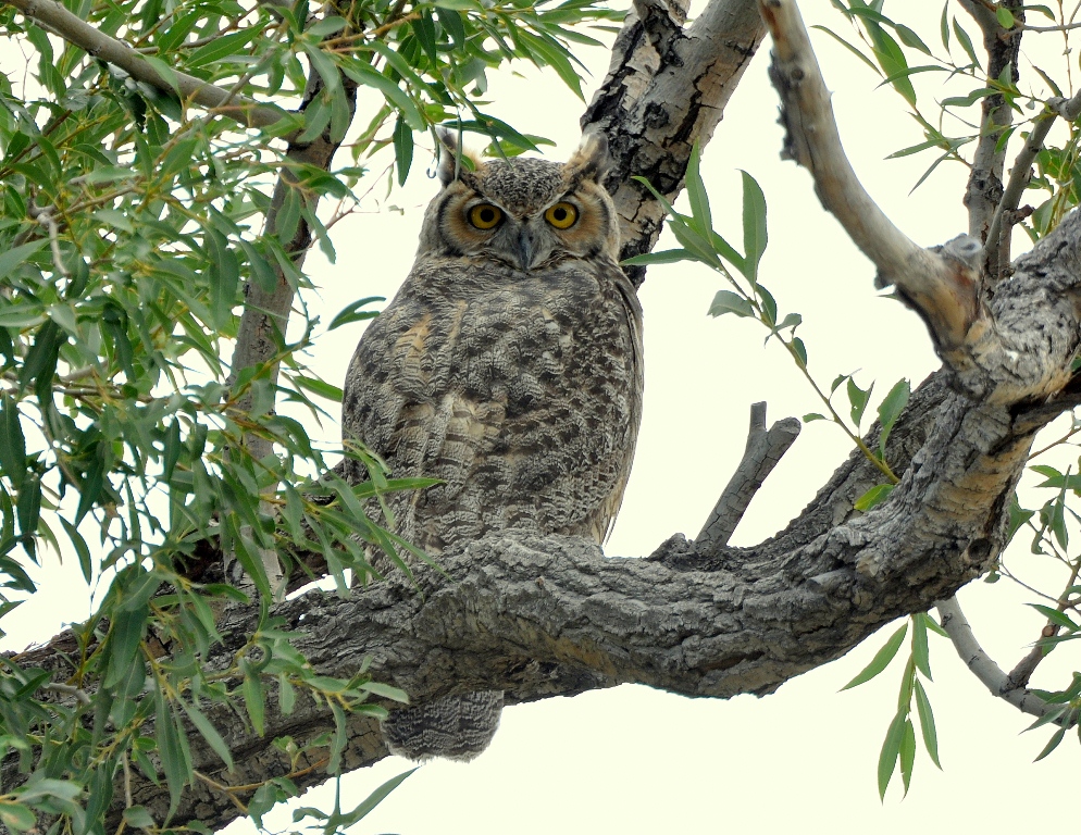 Great Horned Owl | Alamosa, Colorado | August, 2014