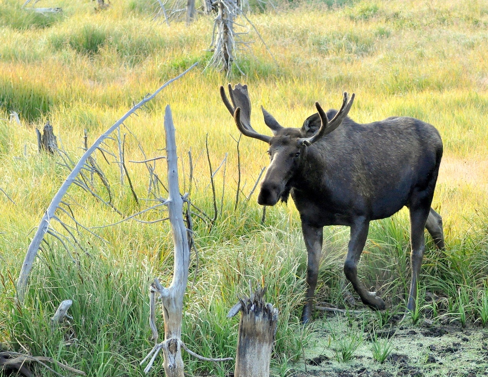 Moose – Bull | Walden, Colorado | August, 2014