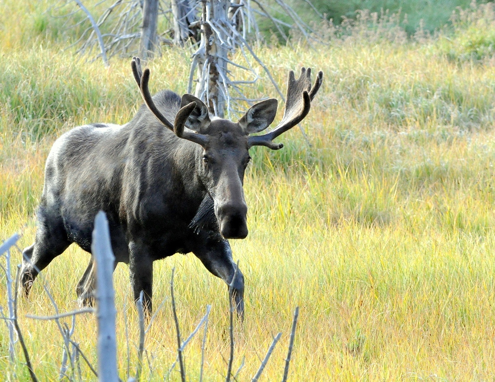 Moose – Bull | Walden, Colorado | August, 2014