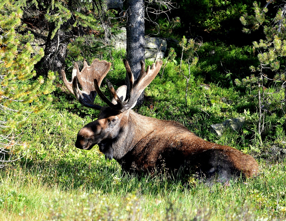 Moose – Bull | Walden, Colorado | August,2014