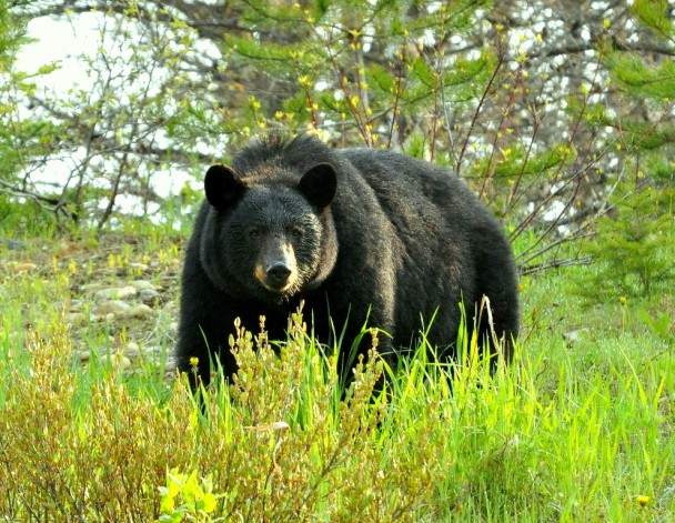 Black Bear | Chetwynd, British Columbia | May, 2011