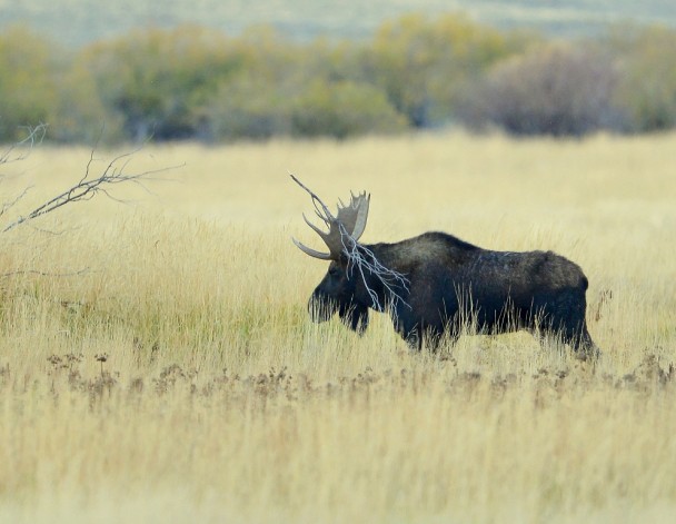 Moose – Bull | Walden, Colorado | October, 2014