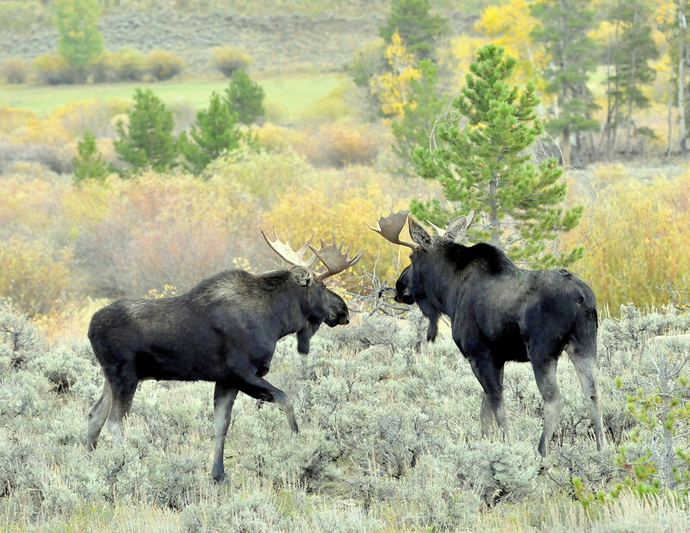Moose – Bulls | Walden, Colorado | September, 2014
