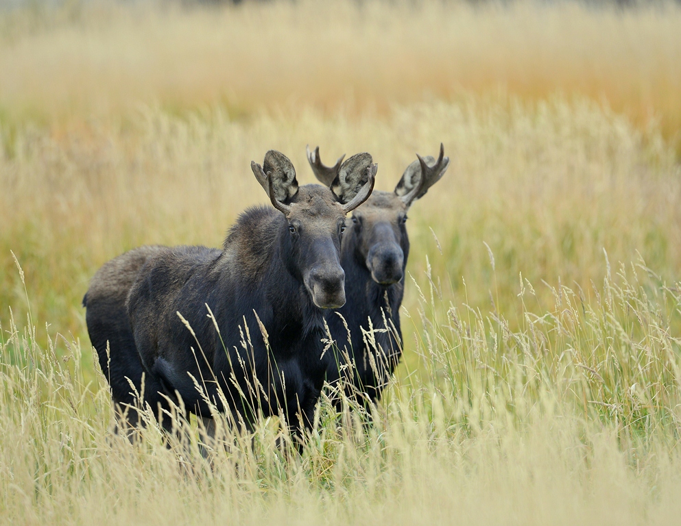Moose – Bulls | Walden, Colorado | September, 2014