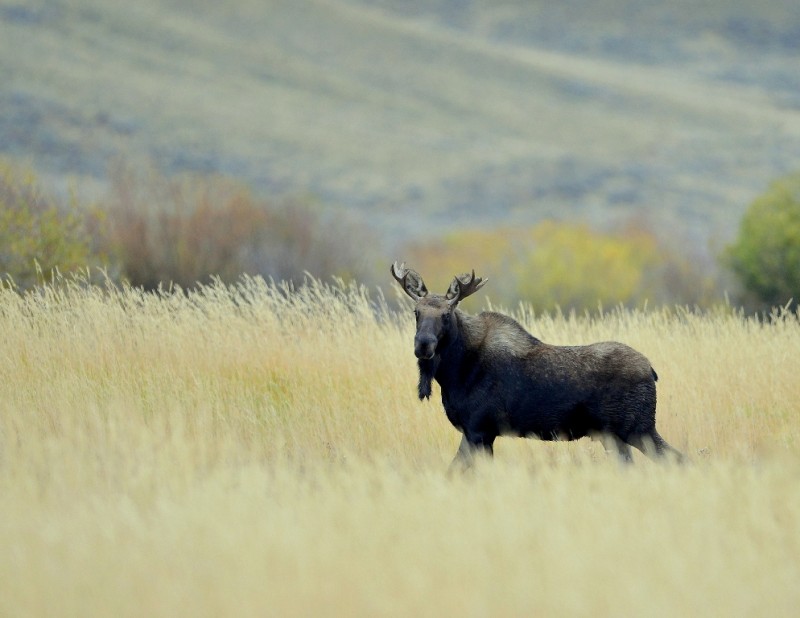 Moose – Bull | Walden, Colorado | September, 2014