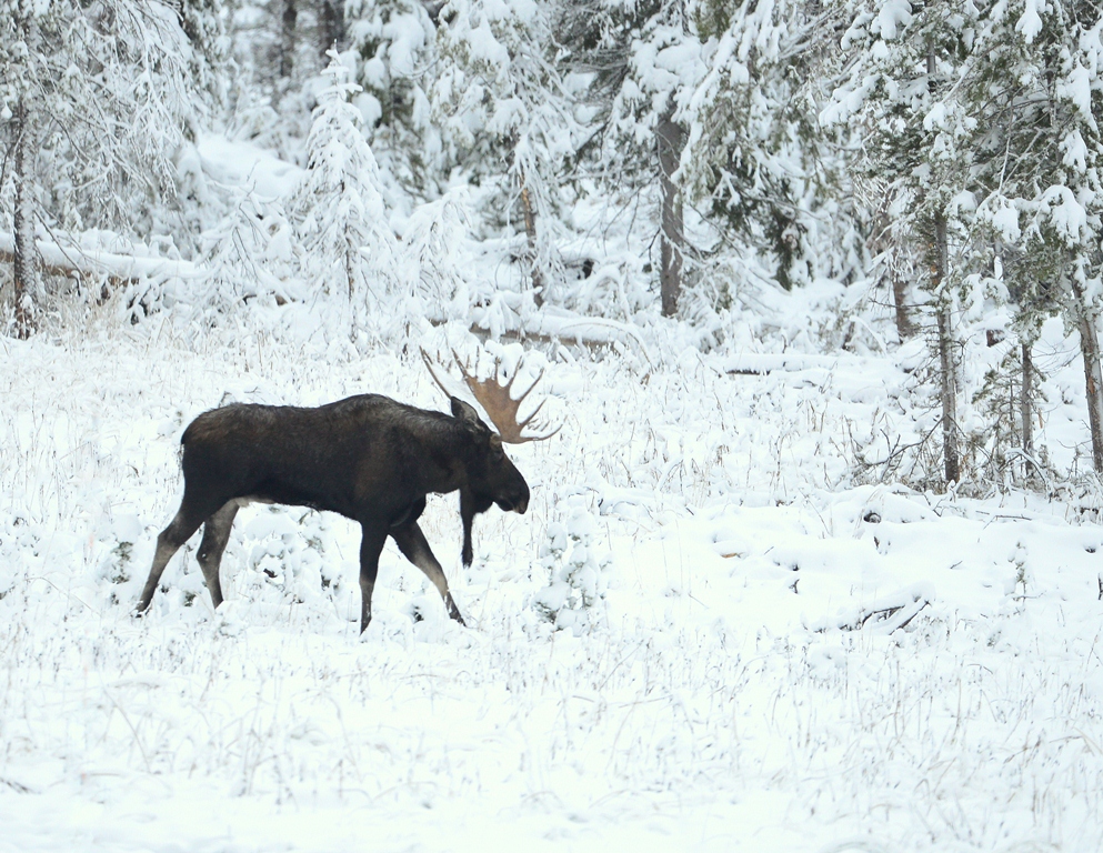Moose – Bull | Walden, Colorado | September, 2014