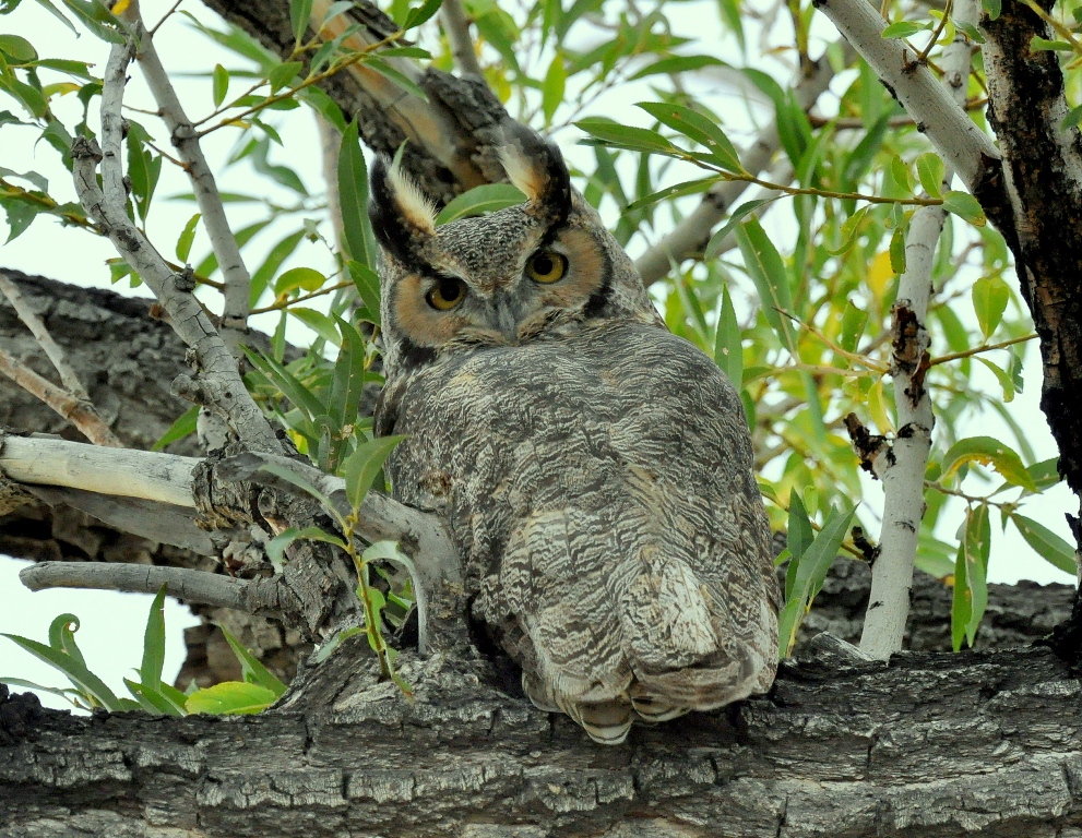 Great Horned Owl | Alamosa, Colorado | September, 2014
