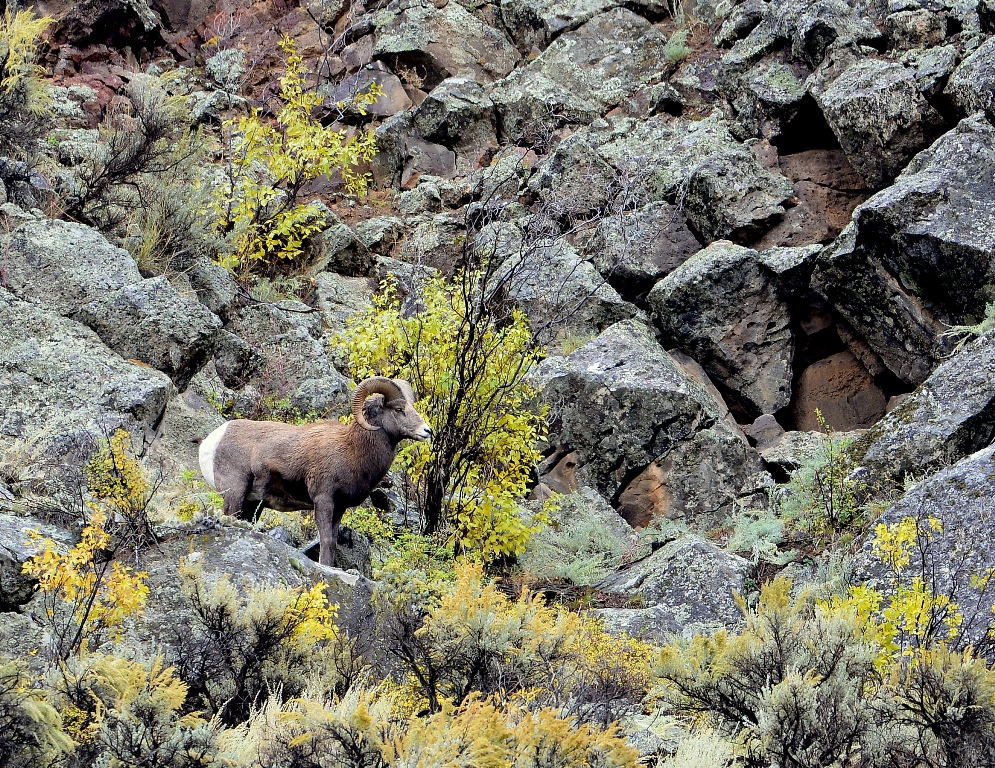 Bighorn Sheep – Ram | Pilar, New Mexico | October, 2014