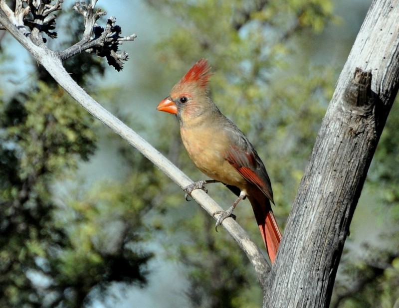 Northern Cardinal – Female | Portal, Arizona | November, 2014