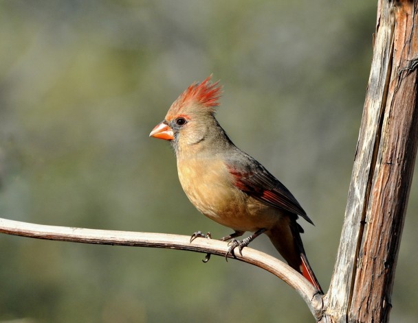 Northern Cardinal – Female | Portal, Arizona | November, 2014