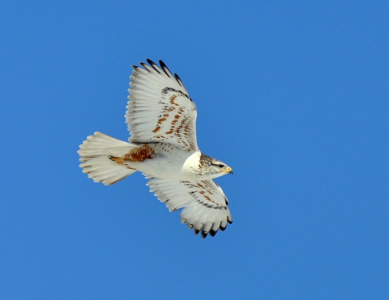 Ferruginous Hawk | Estancia, New Mexico |January, 2015