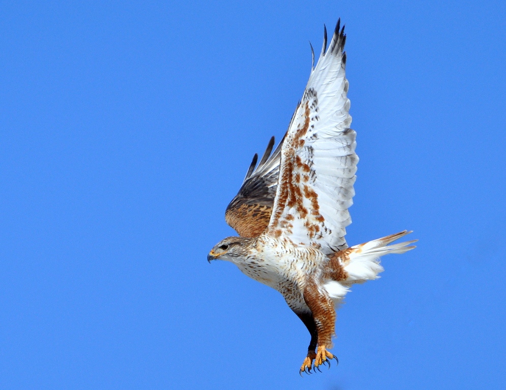 Ferruginous Hawk | Estancia, New Mexico | January, 2015