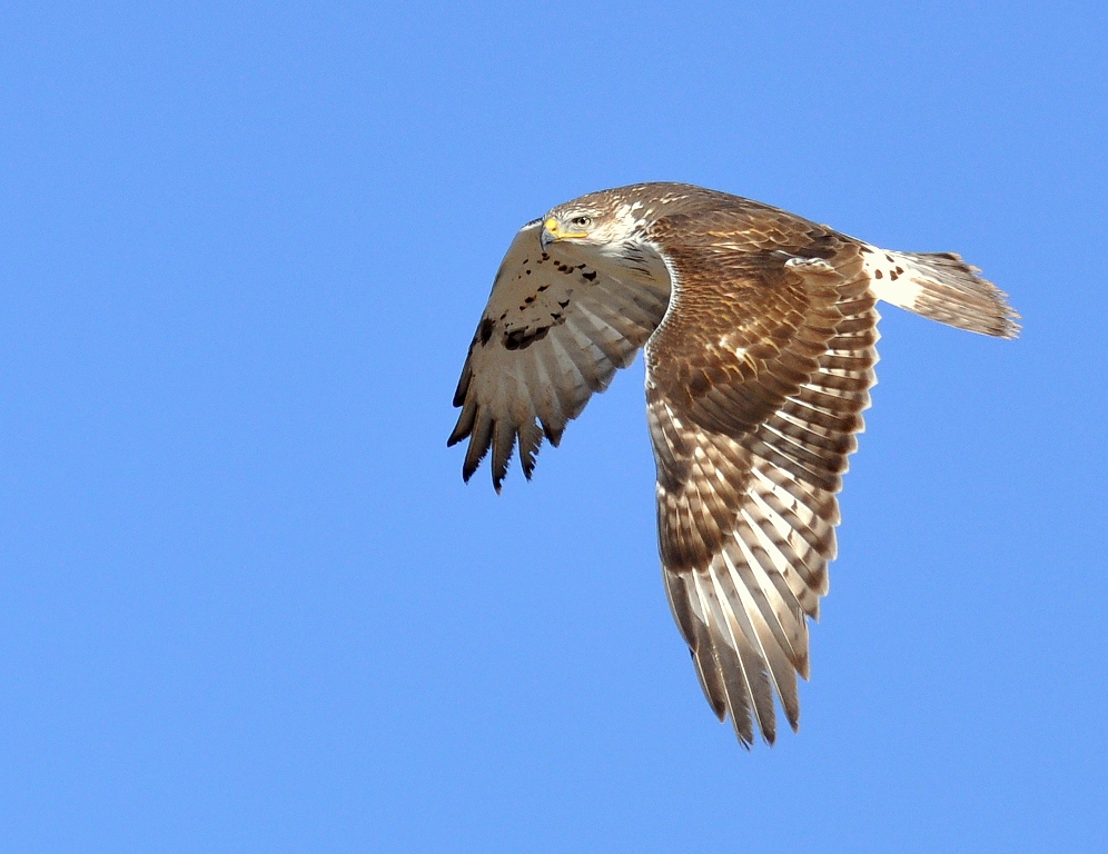 Ferruginous Hawk | Estancia, New Mexico | January,2015