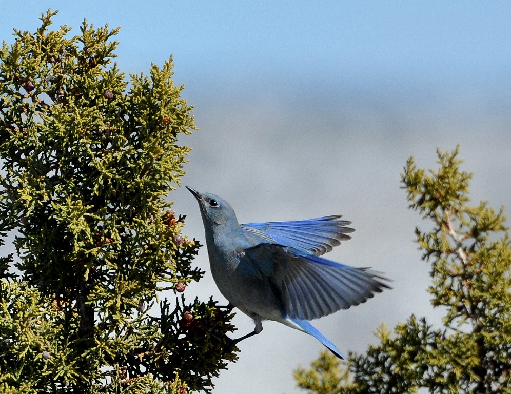 Mountain Bluebird – Male | Cochiti, New Mexico | March, 2015