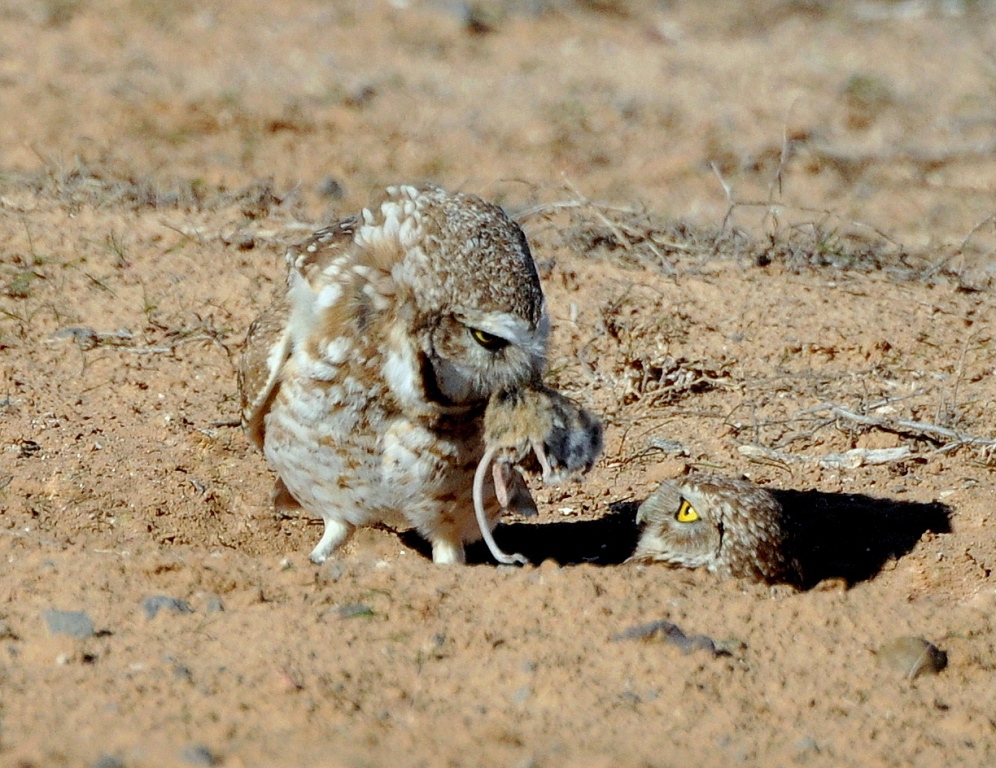 Burrowing Owls | Los Lunas, New Mexico | March, 2015