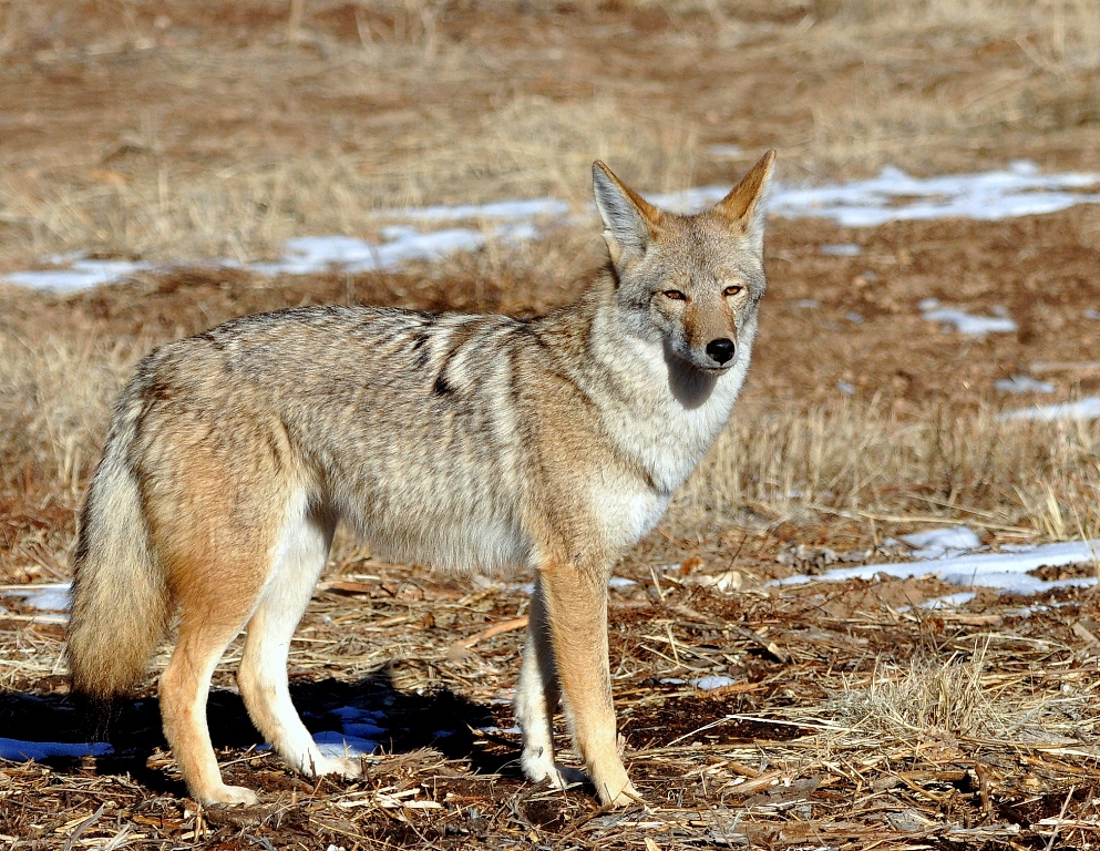 Coyote | Los Alamos, New Mexico | December, 2014