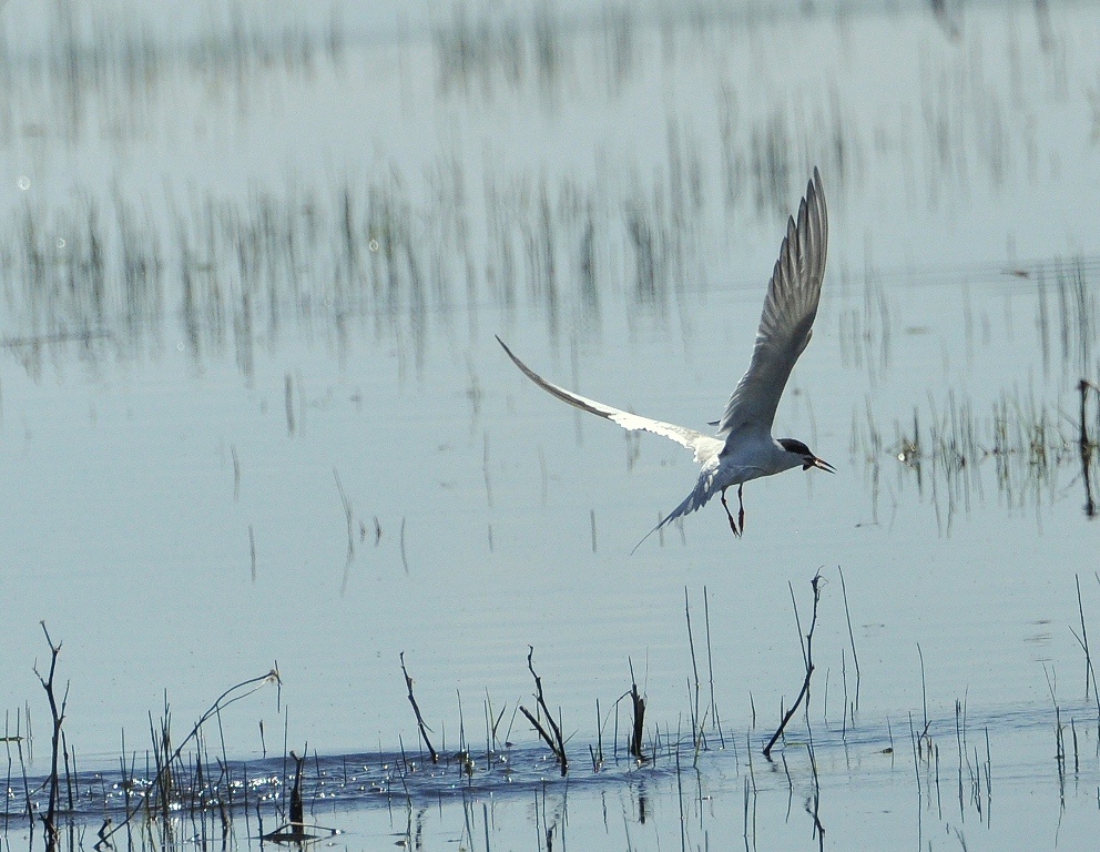 Forster’s Tern | Bosque del Apache | May, 2015