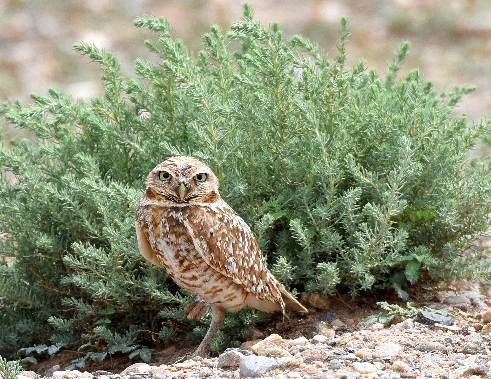 Burrowing Owl | Belen, New Mexico | June, 2015