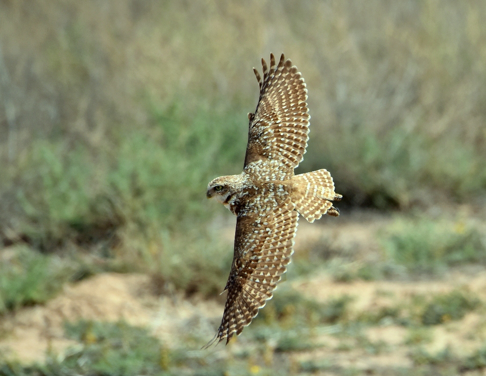 Burrowing Owl | Los Lunas, New Mexico | May, 2015