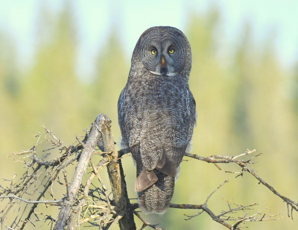Great Gray Owl | Calgary, Alberta | June, 2015