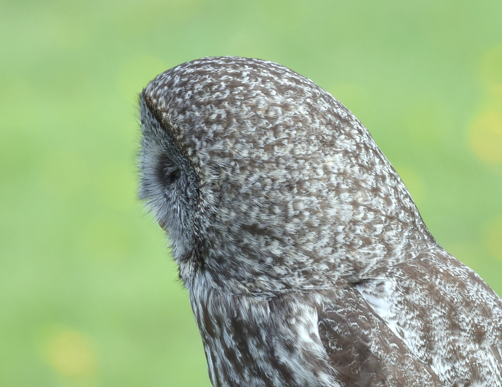 Great Gray Owl | Calgary, Alberta | June, 2015