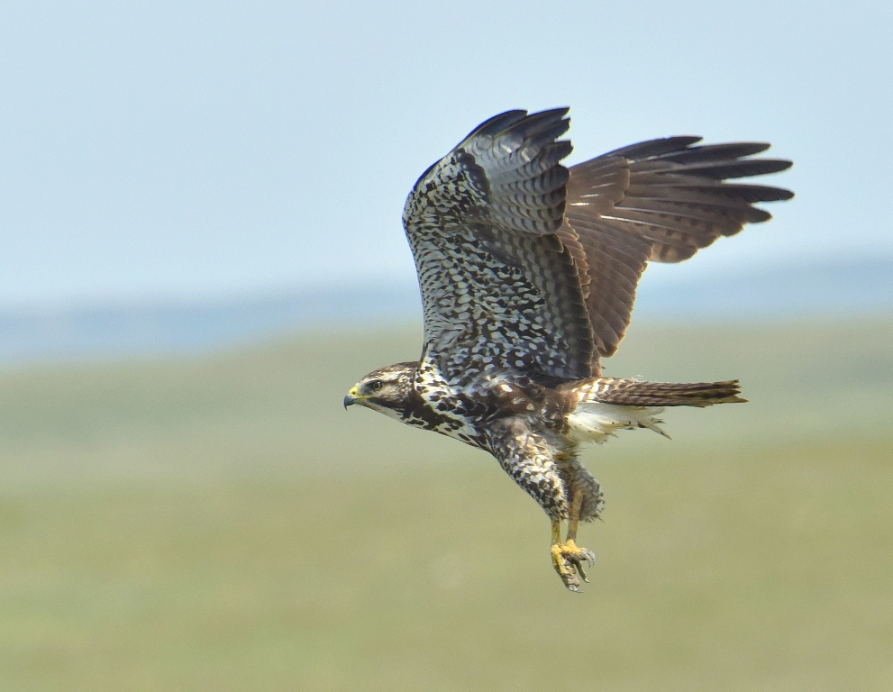 Swainson’s Hawk – Juvenile | Del Bonita, Alberta | June, 2015