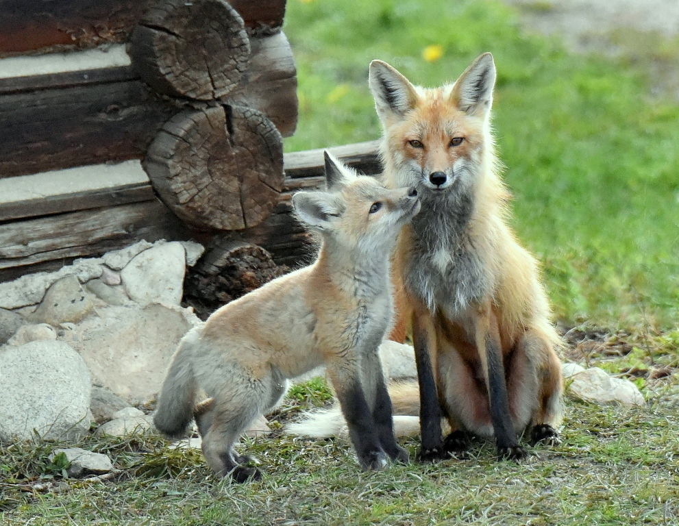Red Fox – Female and Pup | Walden, Colorado | May, 2015